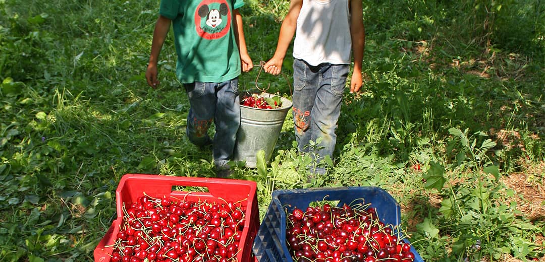 Akşehir Kirazı