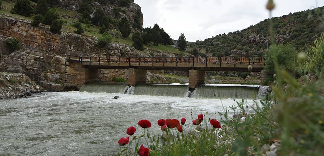 Mavi Boğaz