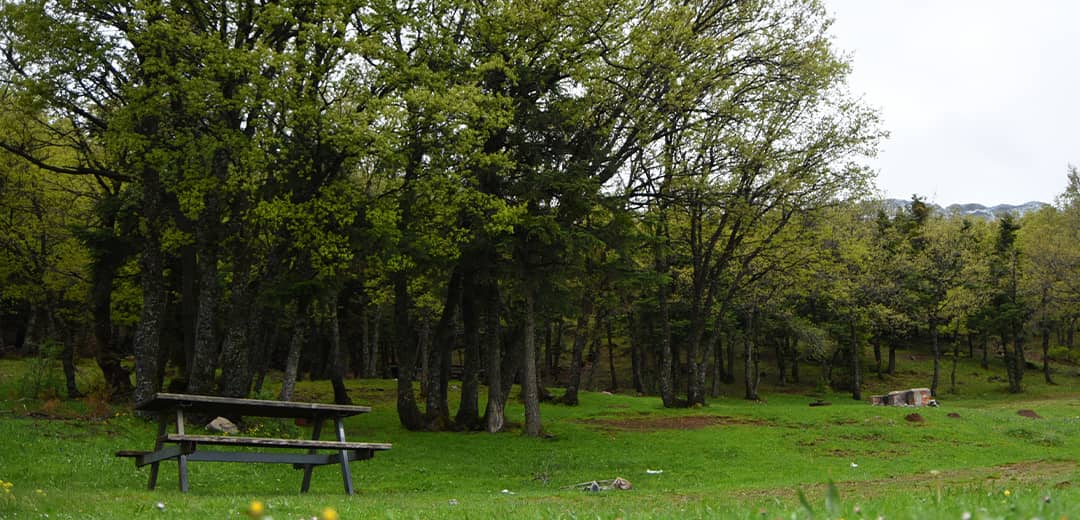 Kocakoru Ormanı Tabiat Parkı